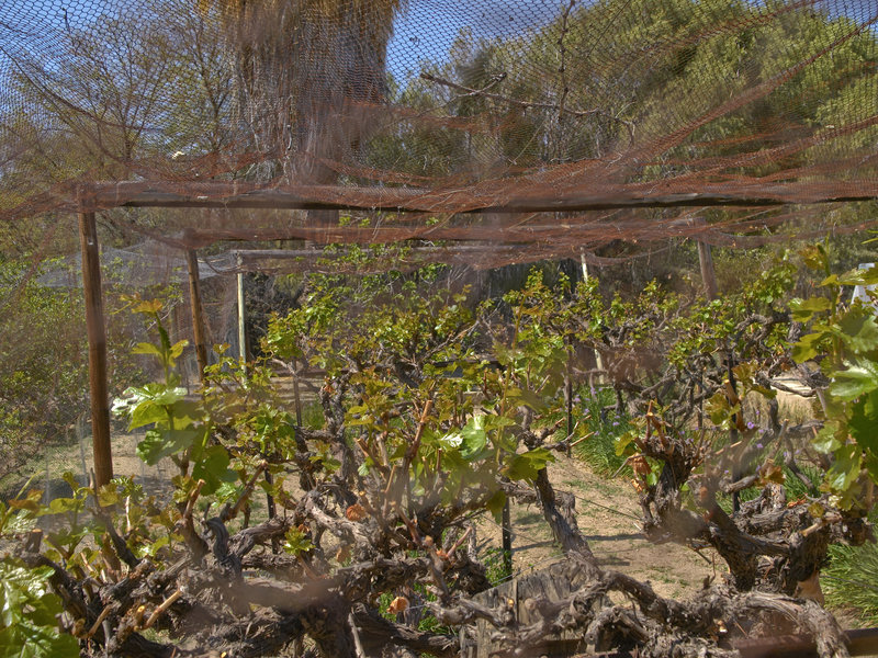 Neuras, Grape